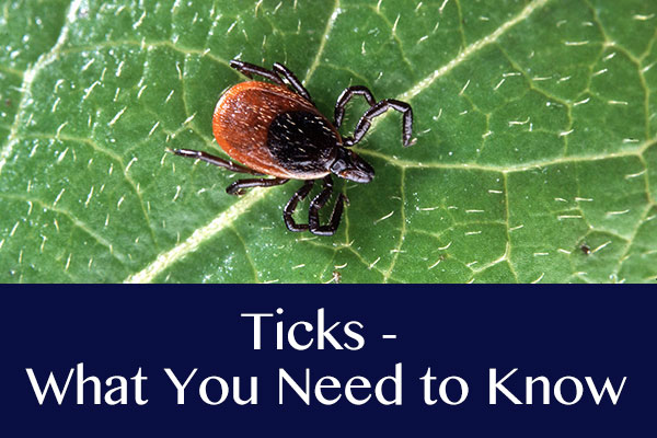 What you need to know about Ticks